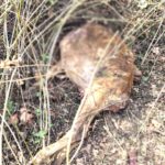 अभ्यारण्य क्षेत्र में हिंसक वन्यजीव की दहशत, थूहापानी जंगल में गाय का शिकार, ग्रामीणों में भय का माहौल