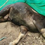 *वन विभाग की लापरवाही से गई बायसन की जान? झूठी विज्ञप्तियों ने छिपाई हकीकत!*